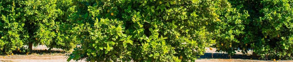 Arrendamiento rústico Valencia arrendamiento rustico valencia